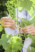 Woman attaching a vine stem to a support, in June.