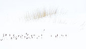 Reeds and Cattails in the snow, Les Ménuires, Savoie, Alps, France