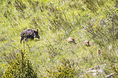Eurasian wild boar (Sus scrofa), female and its young, Blieux, Verdon, France