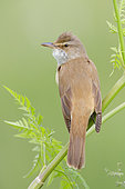 Great Reed Warbler (Acrocephalus arundinaceus), side view of an adult perched on a stem, Campania, Italy