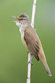 Great Reed Warbler (Acrocephalus arundinaceus), side view of an adult singing from a reed, Campania, Italy