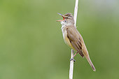 Great Reed Warbler (Acrocephalus arundinaceus), side view of an adult singing from a reed, Campania, Italy