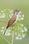 Great Reed Warbler (Acrocephalus arundinaceus), side view of an adult singing from a stem, Campania, Italy