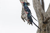 Green Wood Hoopoe (Phoeniculus purpureus), two adults perched on deaed branch, Mpumalanga, South Africa