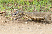 Nile Monitor (Varanus niloticus), close-up of an adult walking on the ground, Mpumalanga, South Africa