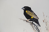 Yellow Bishop (Euplectes capensis), adult male in breeding plumage perched on a branch, Western Cape, South Africa