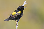 Yellow Bishop (Euplectes capensis), side view of an adult male in breeding plumage perched on a branch, Western Cape, South Africa