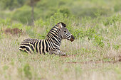 Burchell's Zebra (Equus quagga burchellii), juvenile resting on the ground, Mpumalanga, South Africa