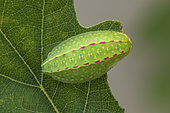 Festoon (Apoda limacodes, caterpillar, Fontaine la Mallet, Normandy, France