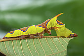 Rhuda (Rhuda decepta), caterpillar on leaf, Iquitos, Peru