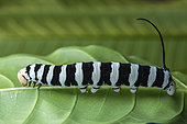 Hawk moth (Isognathus swainsoni), caterpillar, Iquitos, Peru