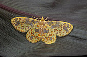 Geometer moth (Microplutodes hilaropa), imago, Kinabalu NP, Bornéo, Malaisie