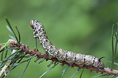 Southern pine hawkmoth (Sphinx maurorum), chenille L5, Vallée d’Anso, Espagne