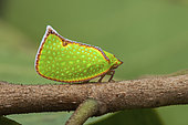 Planthopper (Salurnis marginella), Tasik Pedu, Malaisie