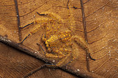David Bowie spider (Heteropoda davidbowie), Kuala Lumpur, Malaisie