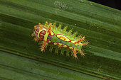 Talima (Talima sp), Talima beckeri? caterpillar, Panama