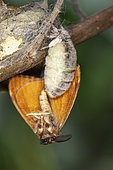 Rusty Tussock Moth (Orgyia antiqua), male and female mated on cocoon, Nantes, France