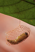 False burnet moth (Urodidae sp), chrysalis, Montagne des Singes, French Guyana