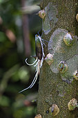 Lantern fly (Pterodictya reticularis) on bark, Iquitos, Peru