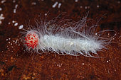 Metalmark (Anteros acheus) caterpillar, Iquitos, Peru