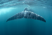 Queue de Baleine bleue pygmée (Balaenoptera musculus brevicauda), Mirissa, Sri Lanka,