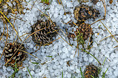 Pine cones and hailstones after a violent summer storm in Lozere, France