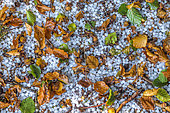 Beech leaves torn off and hailstones after a violent summer storm in Lozere, France
