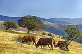 The Cham des Bondons in Lozere before a storm. Cows of Limousin breed graze with their calves, Cevennes National Park, Lozere, France