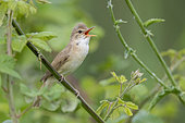 Reed Warbler (Acrocephalus scirpaceus), adult singing from a stem, Campania, Italy