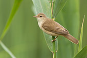 Reed Warbler (Acrocephalus scirpaceus), adult perched on a reed, Campania, Italy
