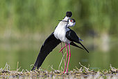 Black-winged Stilt (Himantopus himantopus), a pair mating in a pond, Campania, Italy