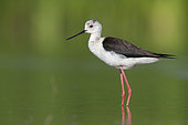 Black-winged Stilt (Himantopus himantopus), side view of an adult female standing in the water, Campania, Italy