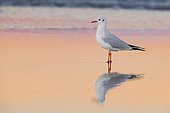Black-headed Gull (Chroicocephalus ridibundus), side view of an adult in winter plumage standing on the shore, Campania, Italy