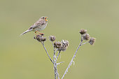 Corn Bunting (Emberiza calandra), side view of an adult singing from a dead thistle, Abruzzo, Italy