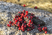Fox droppings full of rowan fruits, visual and olfactory marker of territory, placed prominently on a rock in the Cévennes, France