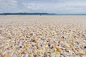Colorful polished fragments of shell shells on the beach Rarawa Beach, Far North District, Northland, North Island, New Zealand, Oceania