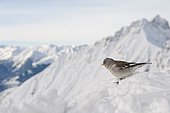Snowfinch (Montifringilla nivalis), in winter, summit of Mt Frau Hitt at back, Karrwendel, Tyrol, Austria, Europe