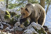 European brown bear or Eurasian Brown Bear (Ursus arctos arctos), Bear in Karst Forest, Notranjska, Slovenia, Europe