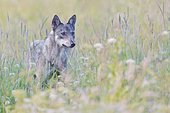 Eurasian Wolf (Canis lupus lupus), stands in a meadow, Hohen Tatra National Park, Slovakia, Europe