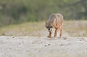 Golden jackal (Canis aureus) stalking with bare teeth, Danube delta, Romania, Europe