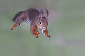 Eurasian red squirrel (Sciurus vulgaris), im Sprung, North Rhine-Westphalia, Germany, Europe