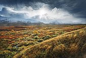Wide landscape, Fjäll with colourful vegetation in autumn, Ruska Aika, Indian Summer, Indian Summer, Indian Summer, dramatic cloud atmosphere, Tessand, Innlandet, Norway, Europe