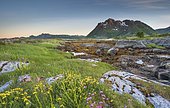 Rocky coast with grass and seaweed, behind Lofoten mountains, Valberg, Lofoten, Nordland, Norway, Europe
