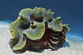 Giant clam (Tridacna) or clam on sandy bottom, Andaman Sea, Mu Ko Similan National Park, Similan Islands, Phang Nga Province, Thailand, Asia