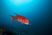 Mexican hogfish (Bodianus diplotaenia) feeding on barnacles in the Wildlife Sanctuary of Malpelo Island, Colombia.