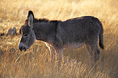 Young Provence donkey in tall grass, France