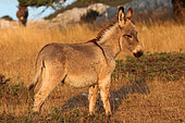 Young Provence donkey in tall grass, France