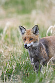Red fox (Vulpes vulpeswith mouse in catch on a meadow, April, Hessen, Germany