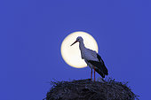 White stork (Ciconia ciconia) on nest at full moon, April, Hesse, Germany