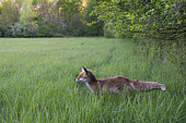 Red fox (Vulpes vulpes) in a meadow, April, Hesse, Germany